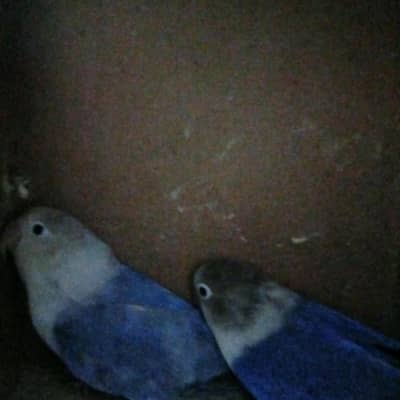 love bird pair Blue colour 