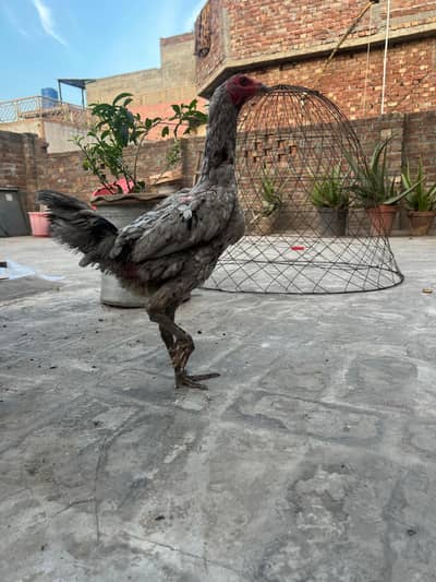 Healthy  murgi for sale.