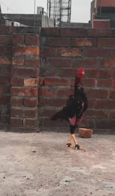 Pakoy+Japnees+Pakistani Patha For Sale