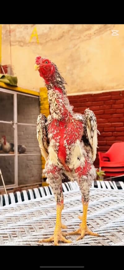 King size shamo chicks