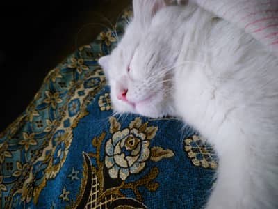 Male persian cat (Stud only)