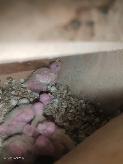 common white cockatiel chicks