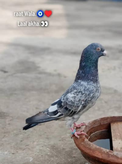 both acha kabooter ha