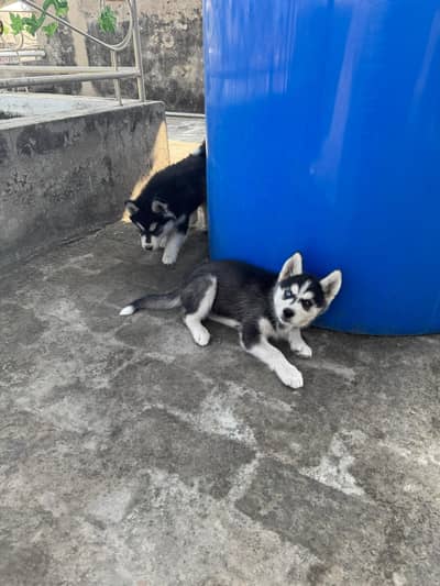 Siberian husky female puppies |Husky odd eyes|Husky hazel eyes for sal