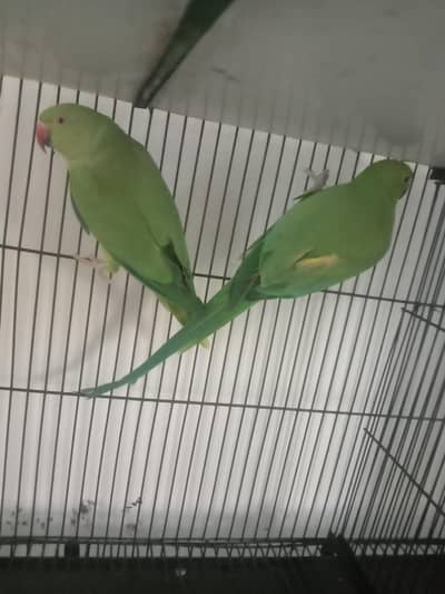 Lovebirds with cage Wtp 03204847881