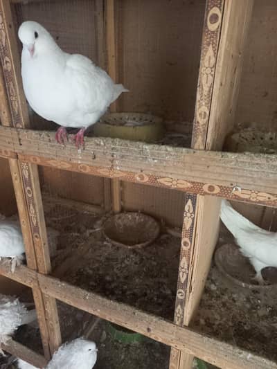 Fancy Pegions king, Frillback, ghubara, jacobian etc