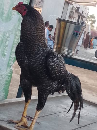 Aala Nasal Teetriya Shaheen