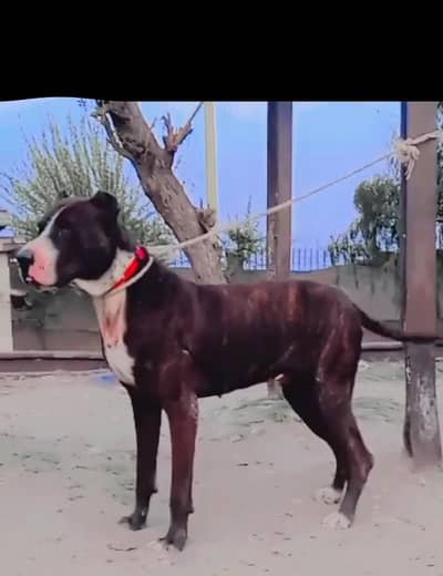 bully gultair male for sale