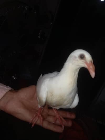 Handtam Danish pigeons