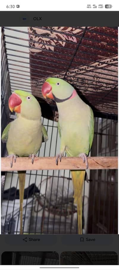 Raw parrots very smart parrots