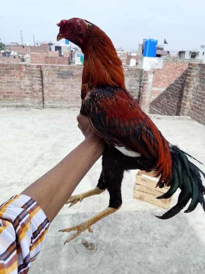 mianwali murge ka bacha