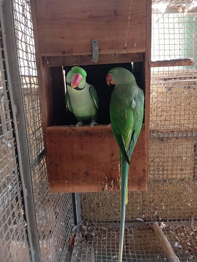 raw parrot pair