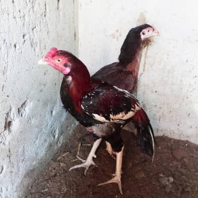 lakha murga aur murge murga cross karta hay Azan bhe data hay