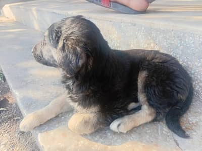 German shepherd dog 3 month ka ha