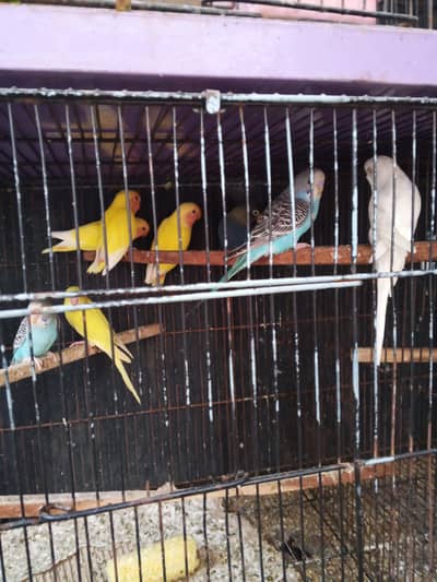 lovebirds 5 pcs  budgies 4pcs available achy size me healthy active