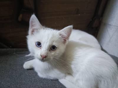 Persian Kittens Pair