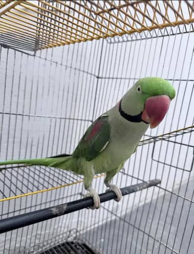 Kashmiri raw parrot vaccination course