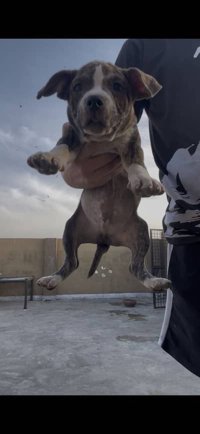 Pitbull male and female puppies