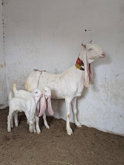 Gulabi Kapla with kidz