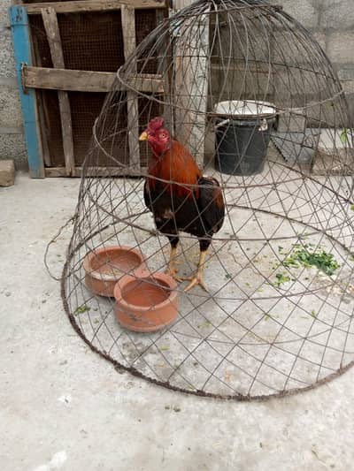 Aseel murgha and patha 4sale 03105663590