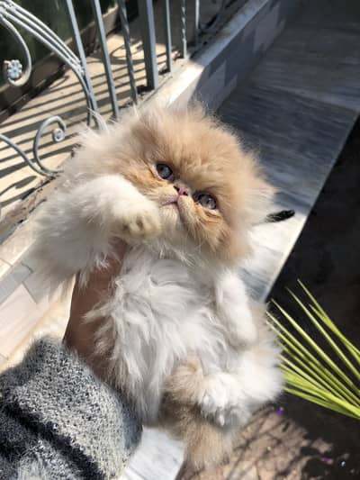 Peki kitten/both peki parents /more than triple coated / male kitten