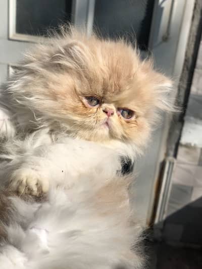 Peki kitten/both peki parents /more than triple coated / male kitten