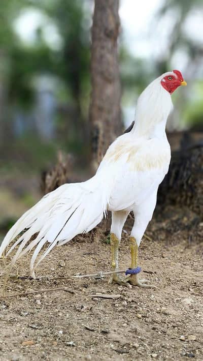 Aseel hens eggs for sale
