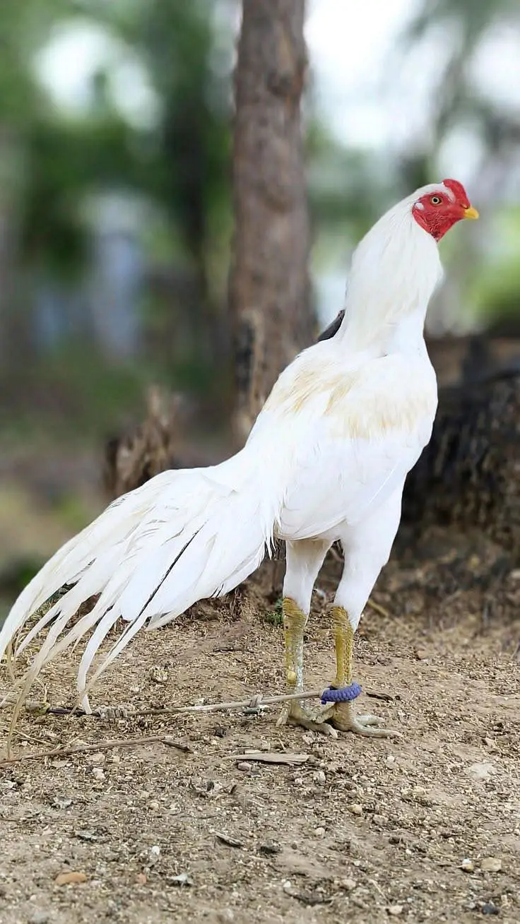 Aseel hens eggs for sale