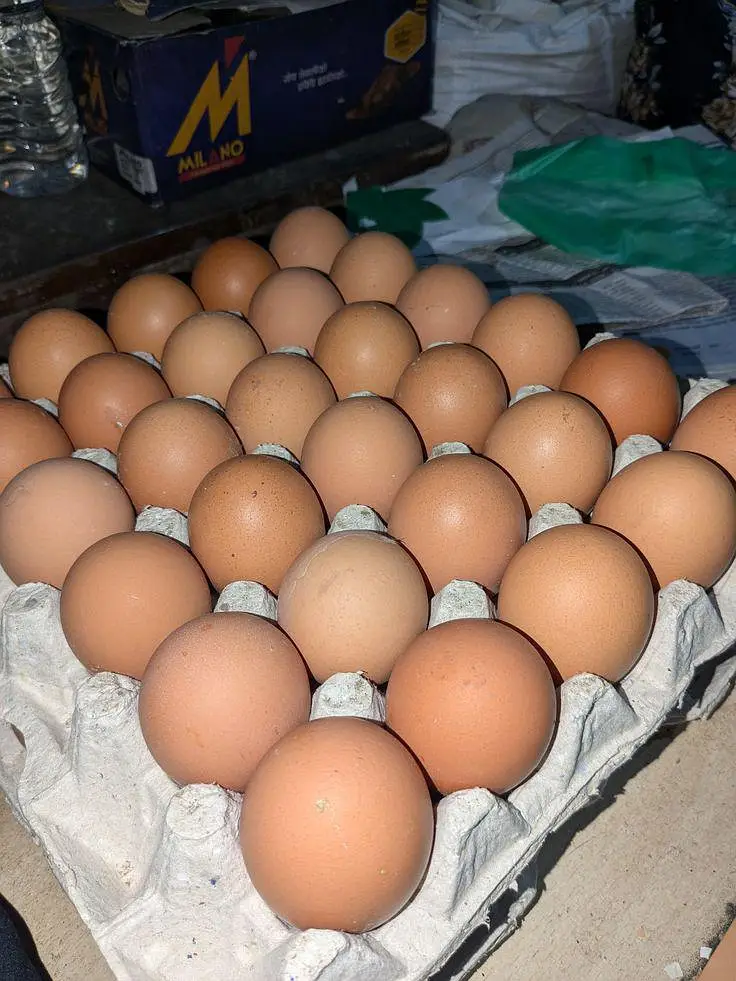 Aseel hens eggs for sale — photo 2