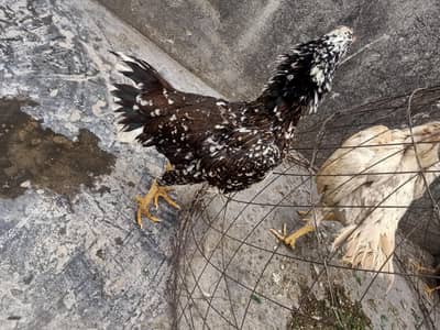 aseel morgi sath 3 bachy hai jawa k bachy bhot pyary  ghr ki morgi ke