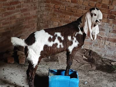 Male kid for sale for next year age 6to7 month