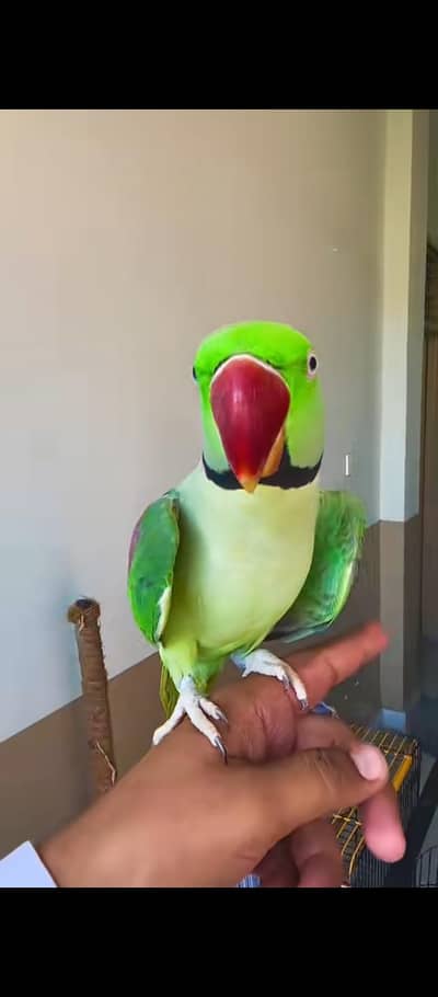 Kashmiri raw parrot for sale