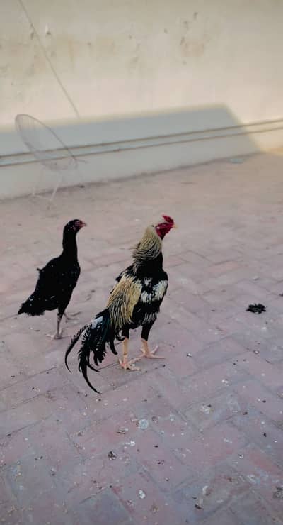 Aseel home breed jora