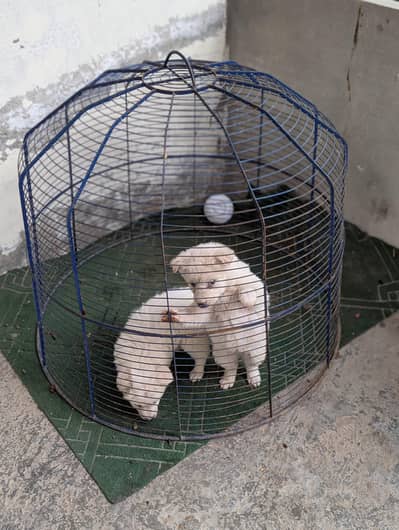 I want sale russaion pair