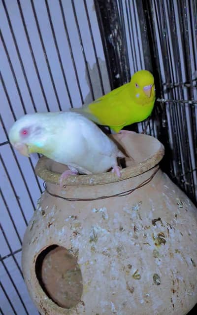 Red-eye 1000000%  Breeder Pair with 3 Chicks