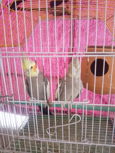 healthy Cocktail pair for sale