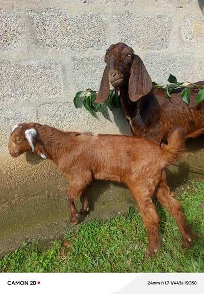 bakri Goat 03145323204