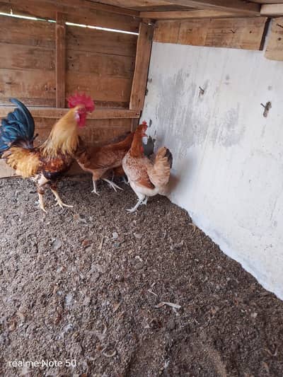 Desi Murga Murgi  1 of 3 contact 03493473765 on WhatsApp