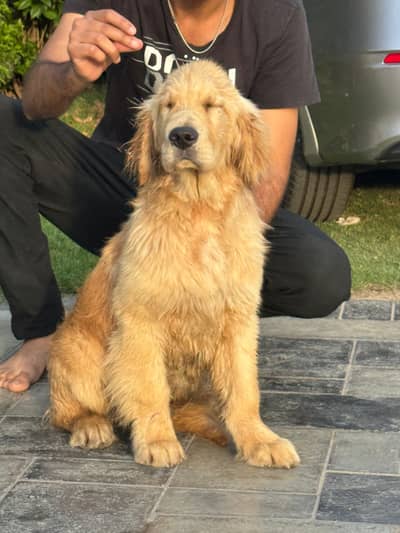 golden retriever puppy American Golden retevier pair pedigree