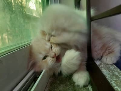 Beautiful Pure Quality Persian Kitten - Triple Coat