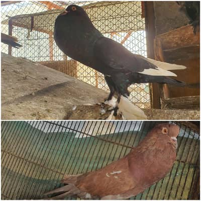 white red black 3 female hain