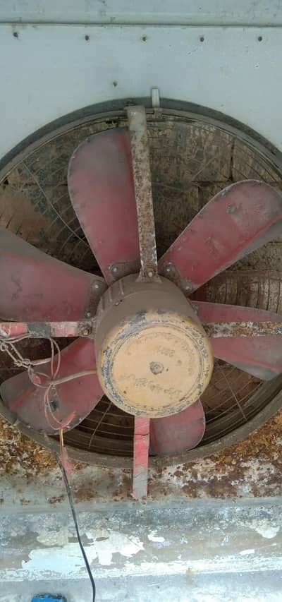 lahori full saiz colar