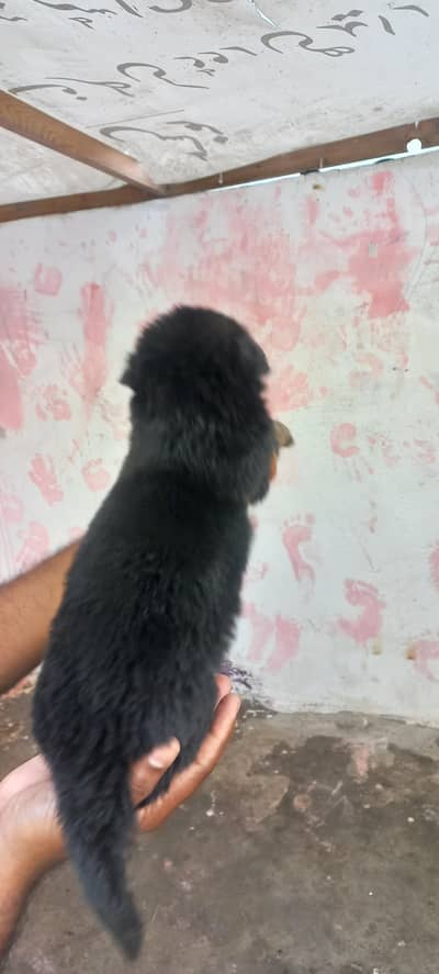 German shepherd long hair puppy