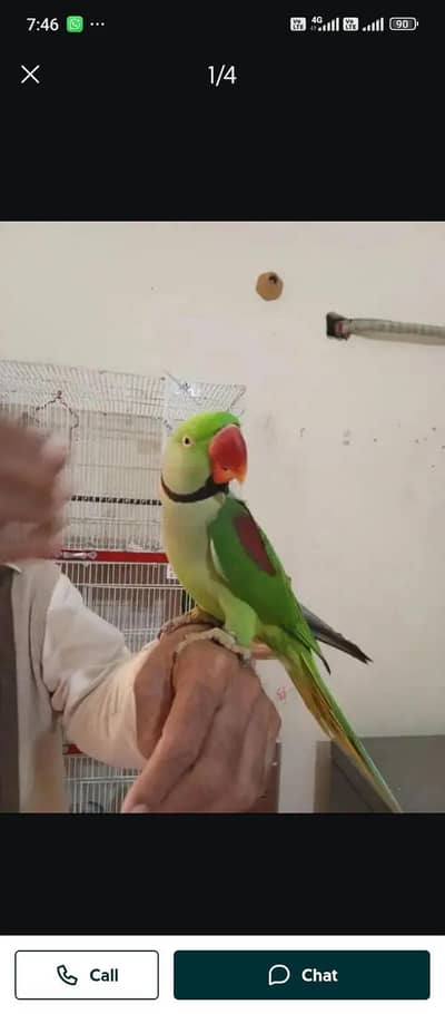 Kashmiri raw parrot for sale