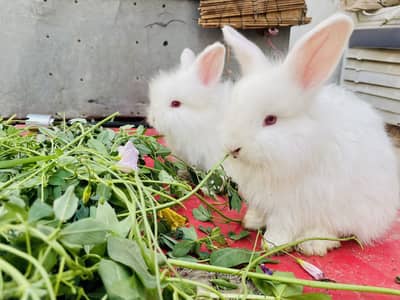 Beautiful Pure White Angora Bunny – Red Eyes 