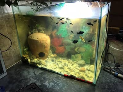 Aquarium & Fish  gor sale
