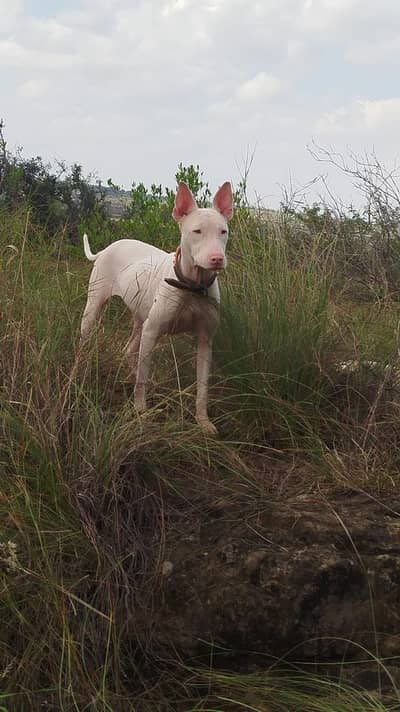 Breeder pink nose female Gultair !!