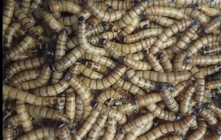 Live Superworm for sale | premium quality | All size Available — photo 3
