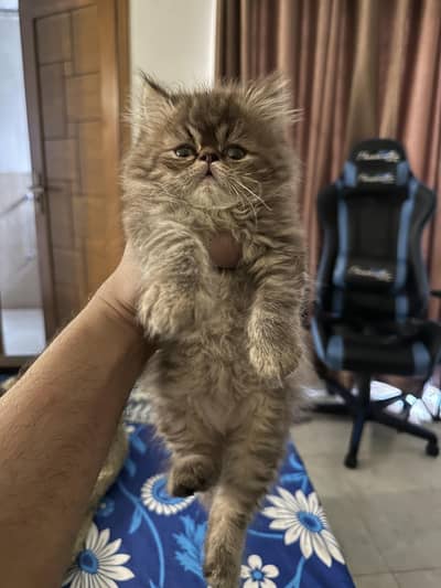 Persian Kitten | Peke Face | Extreme Punch | Cat | Kittens