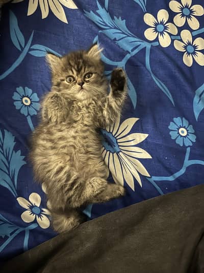 Pure Quality Persian Kitten | Punch Face | Peke, Extreme Punch Cat
